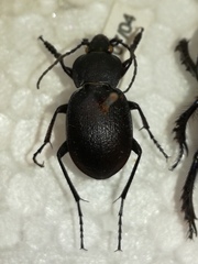 Carabus convexus