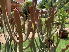 Euphorbia enterophora