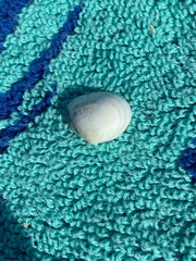 Laevicardium mortoni