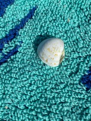 Laevicardium mortoni