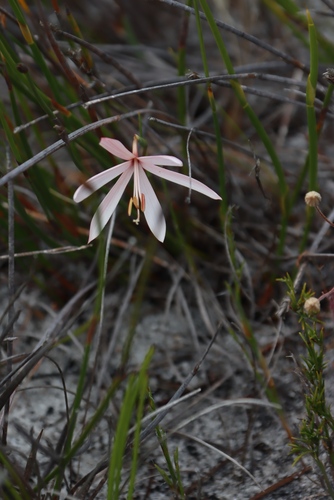 Geissorhiza bonae-spei
