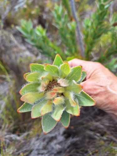 Silkyruff Conebush (Leucadendron nervosum)