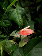 Anthurium andraeanum