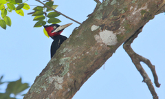 Campephilus leucopogon