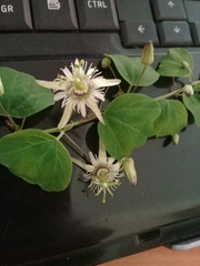 Passiflora pavonis
