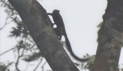 Sciuromorpha