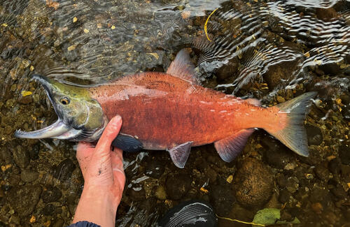 Sockeye salmon