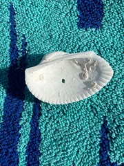 Anadara secticostata