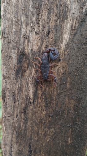 Edward's Bark Scorpion photo 4