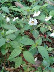 Lycianthes rzedowskii