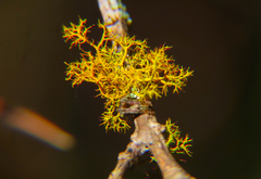 Teloschistes flavicans