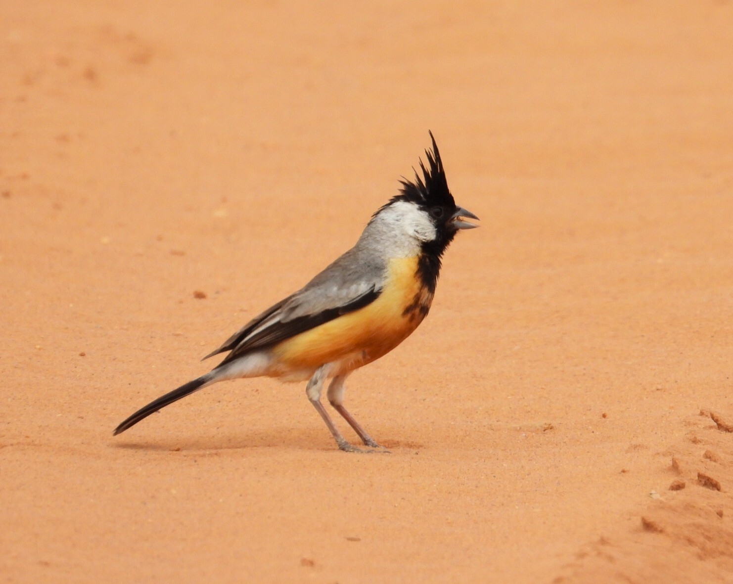 Coal-crested Finch (Charitospiza eucosma), photo 1