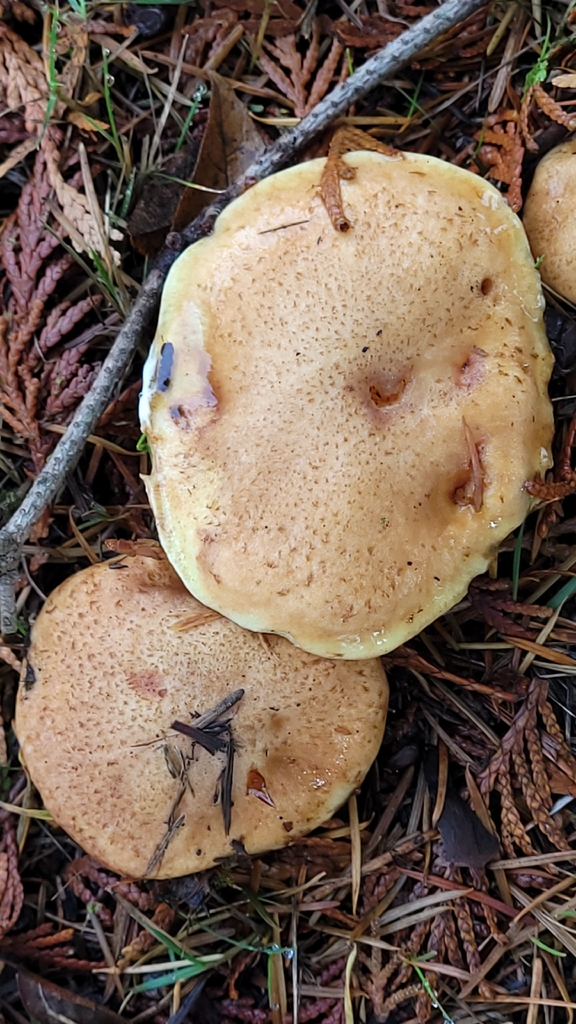 Suillus caerulescens · November 2025 · photo: © daveincamas (iNaturalist, cc0)