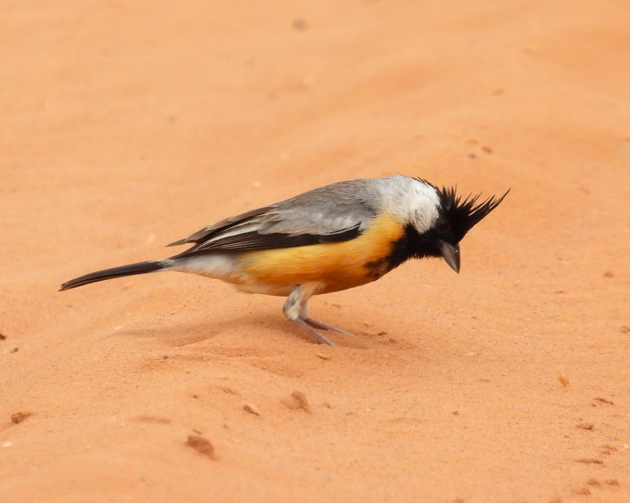 Coal-crested Finch (Charitospiza eucosma), photo 2