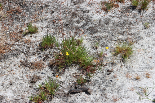 Needleleaf Paraseed (Ursinia tenuifolia)