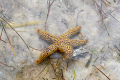 Echinasteridae