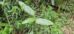 Maranta sobolifera, photograph Jens-Christian Svenning, CC BY, iNaturalist via GBIF