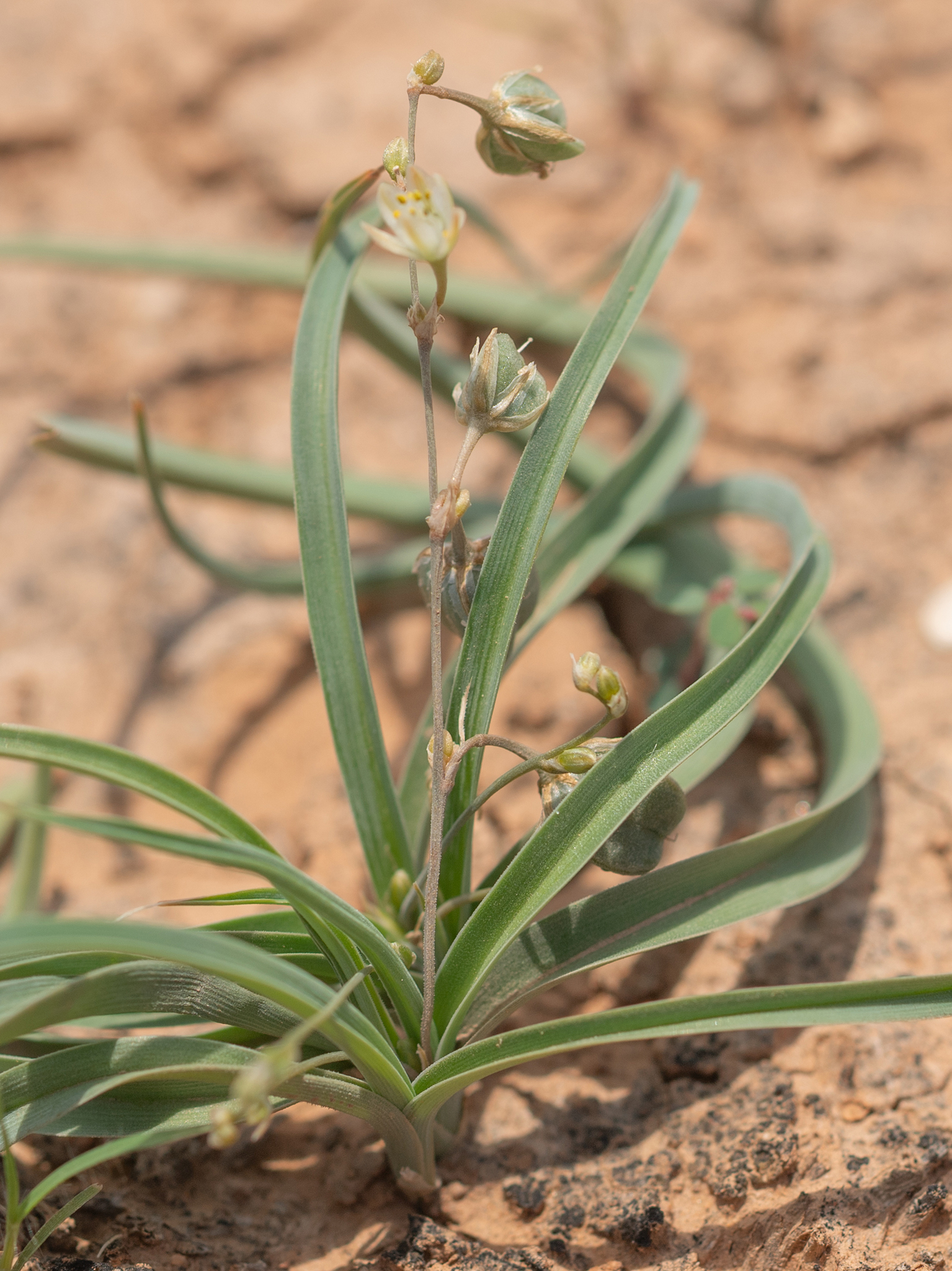 Pongol Sword (Chlorophytum laxum)