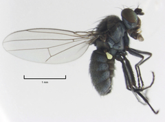 Hydrellia enderbii