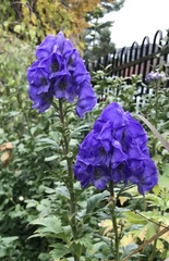 Aconitum carmichaelii