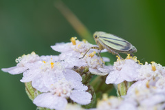 Handianus flavovarius