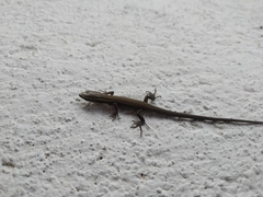 Pholidobolus montium