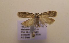 Izatha mesoschista