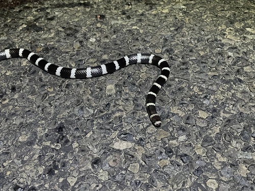 Eastern Bandy Bandy sighting