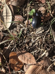 Carabus finitimus