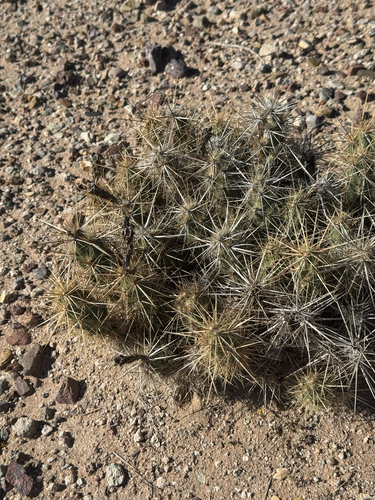 Devil Club-cholla (Grusonia emoryi)