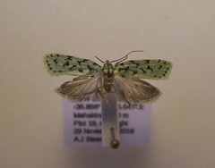 Izatha peroneanella