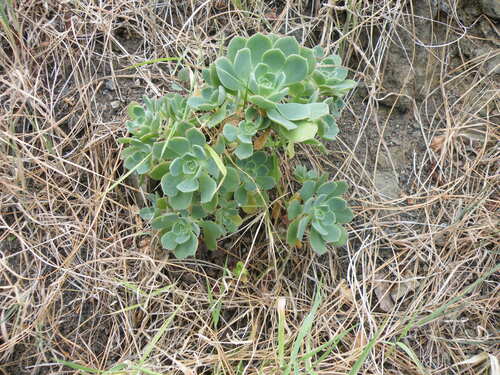 Succulent (Aeonium castello)