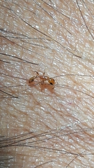 Pseudomyrmex simplex