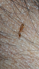 Pseudomyrmex simplex