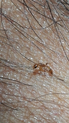 Pseudomyrmex simplex