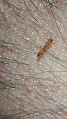 Pseudomyrmex simplex