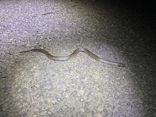 De Vis' Banded Snake sighting