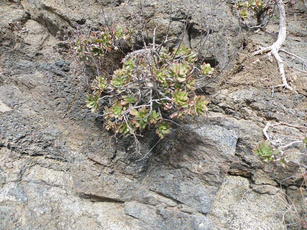 Aeonium decorum, Santa Cruz de Tenerife, Spain