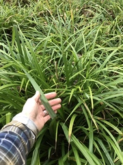 Carex pendula