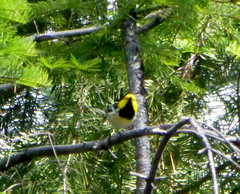Setophaga townsendi × occidentalis