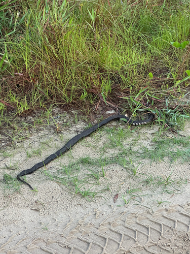 Red-bellied Black Snake sighting