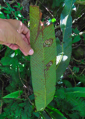 Niphidium crassifolium