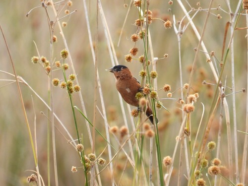 Copper Seedeater (Sporophila bouvreuil)