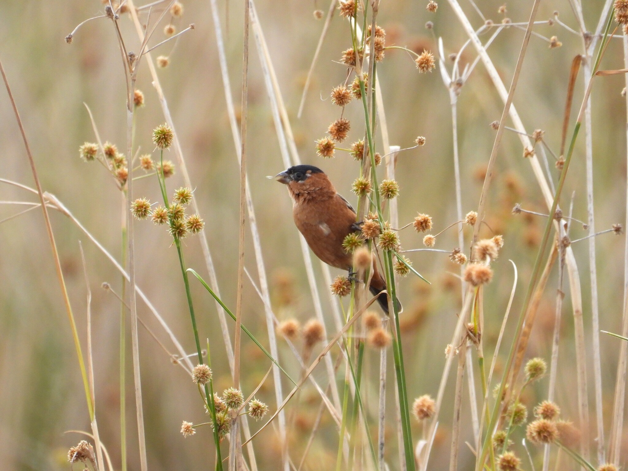 Copper Seedeater (Sporophila bouvreuil), photo 1