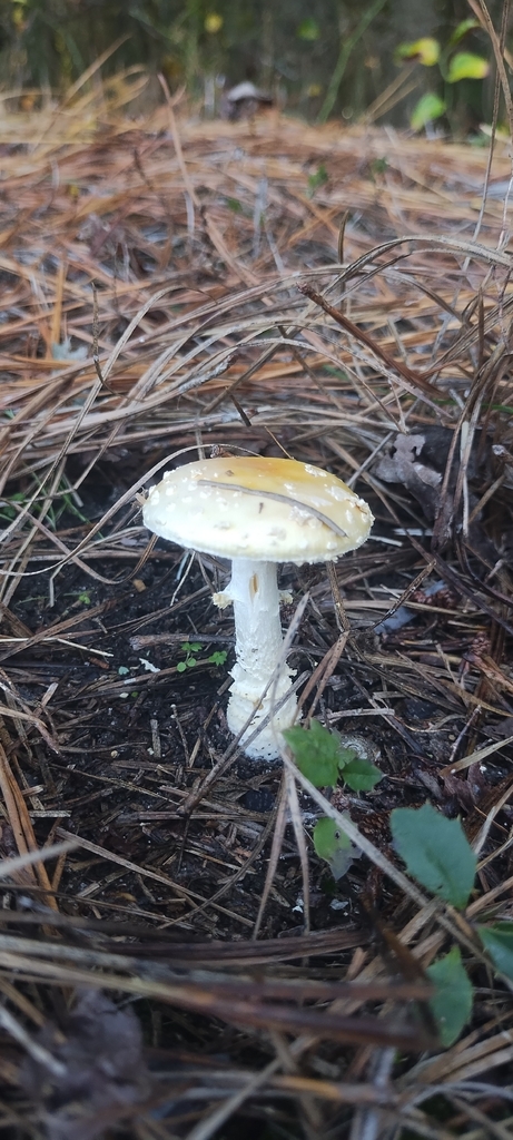 Amanita muscaria guessowii