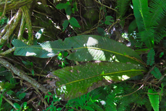 Niphidium crassifolium