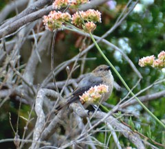 Psaltriparus minimus minimus