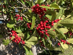 Ilex × attenuata