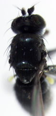 Hydrellia enderbii