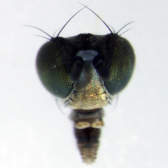 Hydrellia enderbii